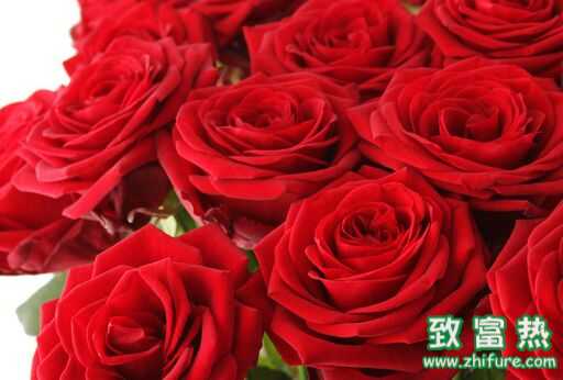 玫瑰花的功效與作用 玫瑰花怎么養(yǎng)