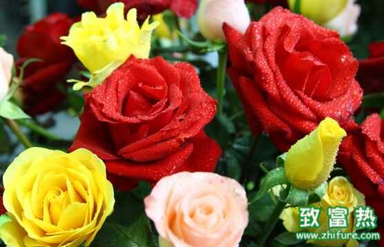 玫瑰花的功效與作用 玫瑰花怎么養(yǎng)