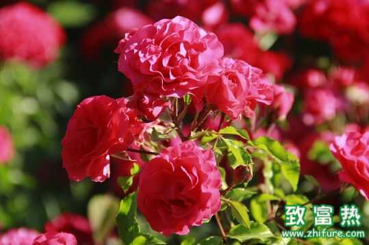 玫瑰花的功效與作用 玫瑰花怎么養(yǎng)