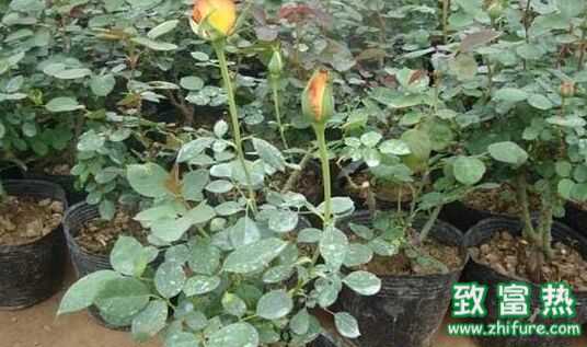 玫瑰花的功效與作用 玫瑰花怎么養(yǎng)