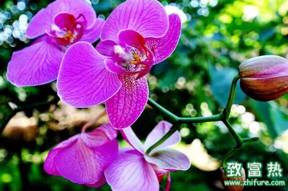 蘭花怎么養 蘭花的花語是什么