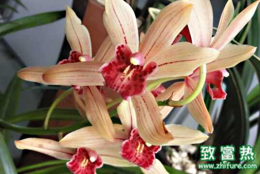 蘭花怎么養 蘭花的花語是什么