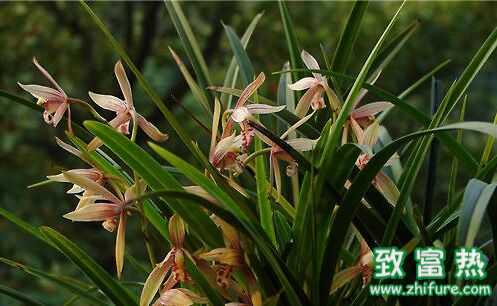 蘭花怎么養 蘭花的花語是什么