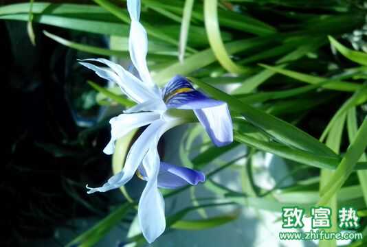 蘭花怎么養(yǎng) 蘭花的花語是什么