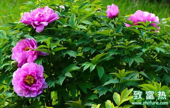 牡丹花的功效與作用 牡丹花的花語