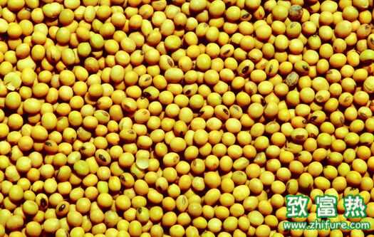 大豆的功效與作用 醋泡黃豆的做法