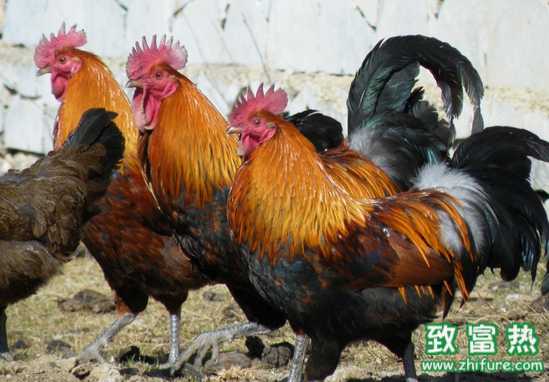 雞腺胃炎的癥狀及防控