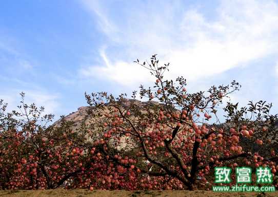 科學的果園冬灌