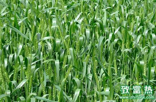 小麥的功效與作用 小麥紅棗粥怎么做