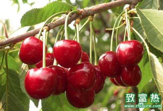 2017種櫻桃賺錢嗎?2017種櫻桃前景及市場價格行情分析