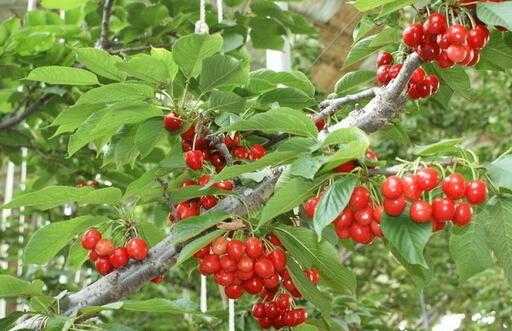 2017種植櫻桃賺錢嗎