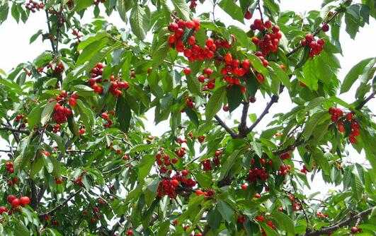 2017櫻桃種植前景及市場價格分析
