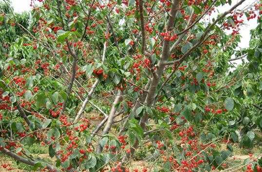 櫻桃的栽培技術