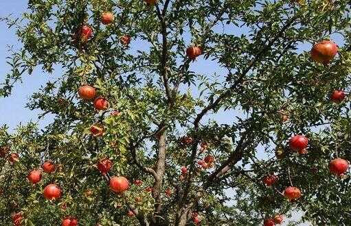 2017種植石榴賺錢嗎