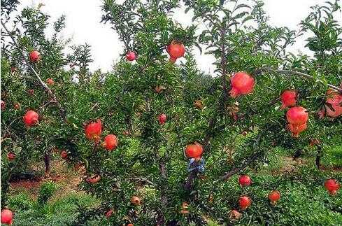石榴的栽培技術(shù)