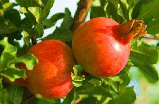 2017石榴種植前景及市場價格分析