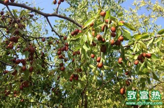 棗樹能嫁接嗎?棗樹能活多少年?