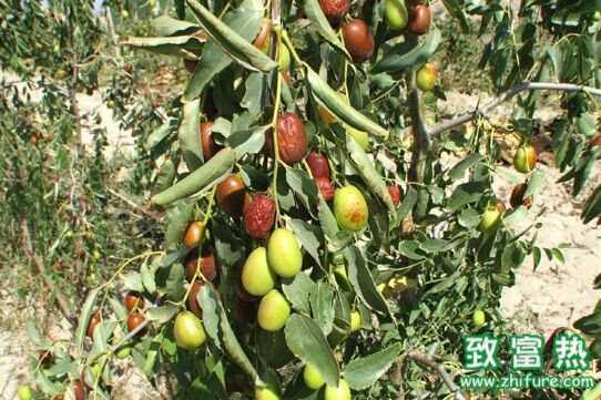 棗樹能嫁接嗎?棗樹能活多少年?