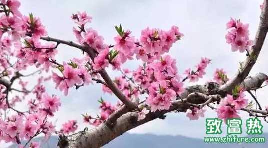 桃樹的品種有哪些？桃樹可以扦插嗎？