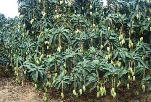 2017種植芒果賺錢嗎