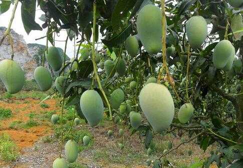 2017芒果種植前景及市場價格分析