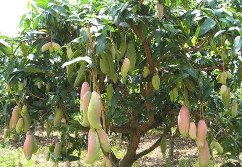 芒果的栽培技術