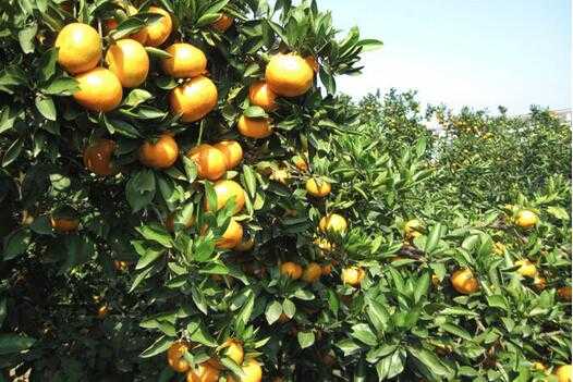 2017種植柑桔賺錢嗎
