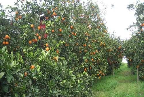 2017柑桔種植前景及市場價格分析
