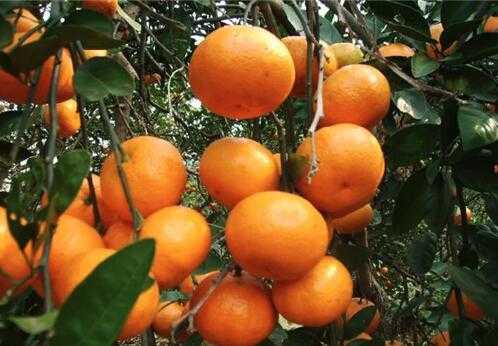 柑桔的栽培技術