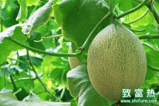 哈密瓜屬于熱性還是涼性水果？哈密瓜能不能放冰箱儲存？