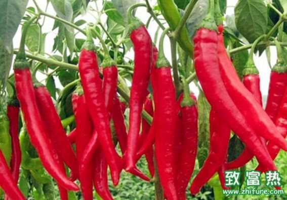 小孩子能吃辣椒嗎？辣椒吃多了對身體好還是不好？