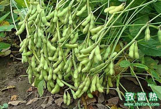 多吃毛豆會發胖嗎？毛豆可以打豆漿嗎？