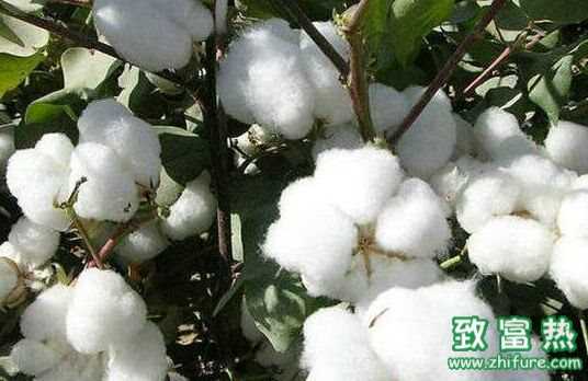 棉花是單子葉還是雙子葉 棉花有什么用