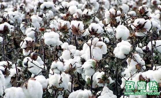 棉花是單子葉還是雙子葉 棉花有什么用