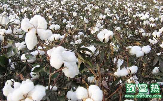 棉花是單子葉還是雙子葉 棉花有什么用