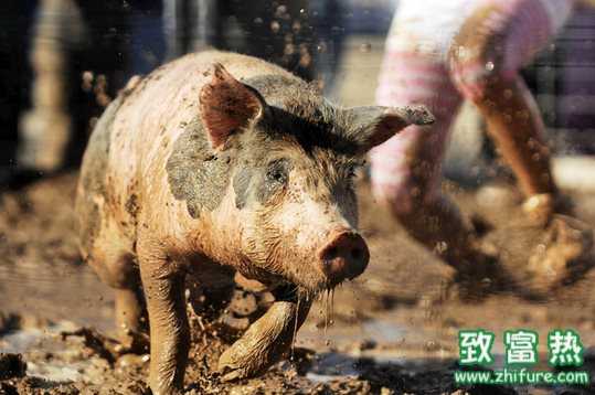 給生豬灌食泥漿 一只可增重20斤多賣