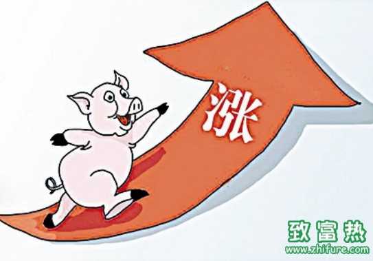  豬價(jià)為什么現(xiàn)在漲？春節(jié)豬價(jià)會(huì)有多高