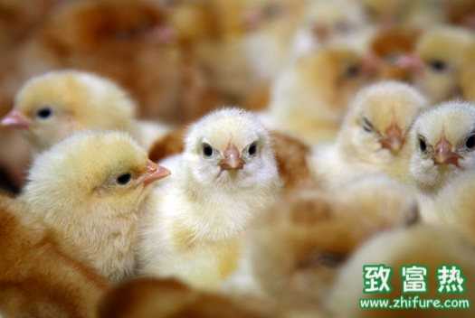雛雞的育雛早期飼喂