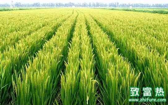 水稻的品種大全 水稻分蘗期多長時間