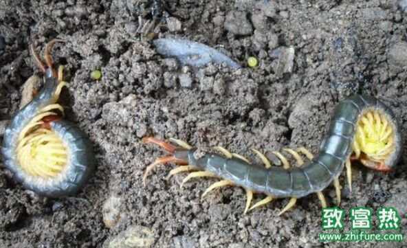 蜈蚣是益蟲還是害蟲 蜈蚣怎么繁殖