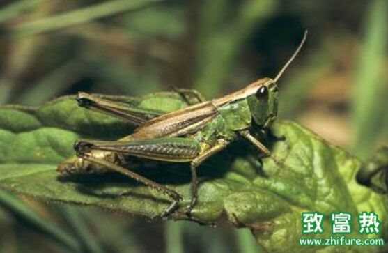 蝗蟲是昆蟲嗎 蝗蟲的營養(yǎng)價值