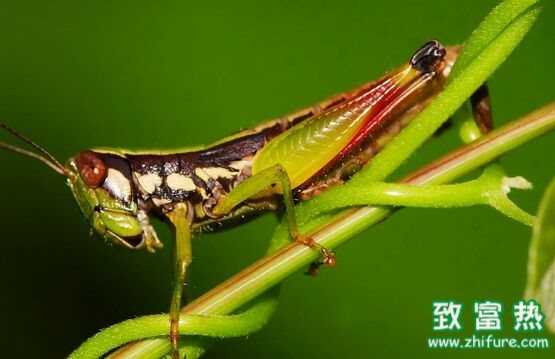 蝗蟲是昆蟲嗎 蝗蟲的營養(yǎng)價值