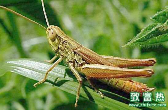 蝗蟲是昆蟲嗎 蝗蟲的營養價值