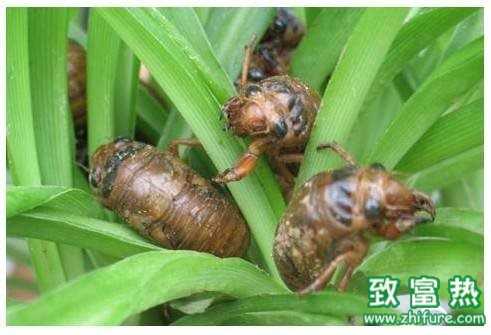 金蟬是知了嗎 金蟬的營養價值