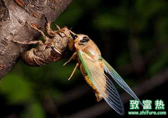 金蟬是知了嗎 金蟬的營養價值