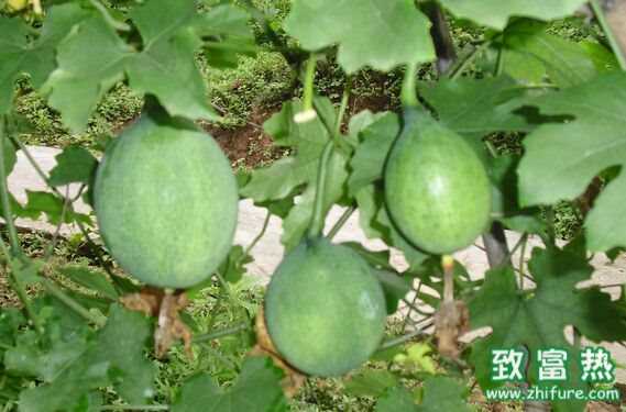 瓜蔞有什么功效與作用?瓜蔞是上好的中藥材