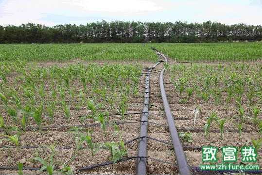 “小地龍”噴灌的應用