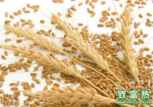 小麥缺肥如何矯正