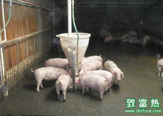 沼液沼渣的養豬技術