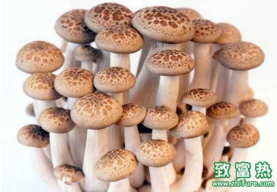 食用菌主要的栽培內容